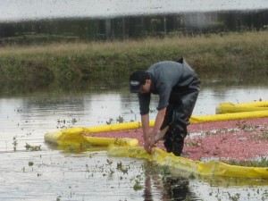 michael harvest 2011